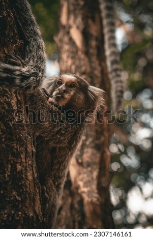 Picture of monkeys taken on Parque do Ingá, Maringá, Brazil