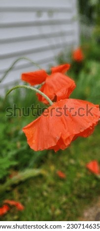orange poppy with rain droplets