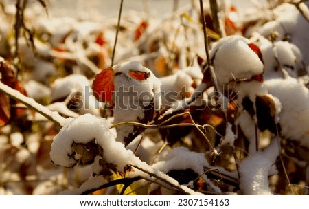 Colorful foliage on the lake shore, covered with snow. The soft light of the setting sun.