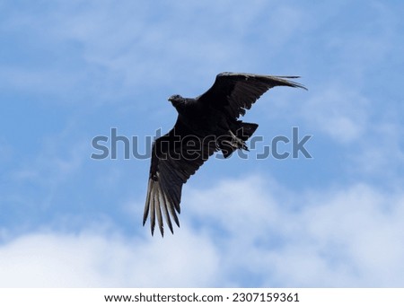 Black vulture flying close above