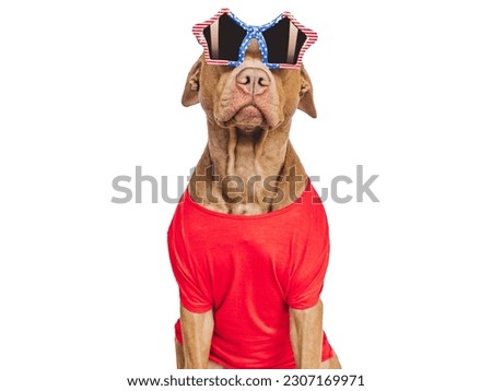 Cute brown puppy and sunglasses with American Flag pattern. Travel preparation and planning. Close-up, indoors. Studio shot. Concept of care, education, obedience training and raising pets