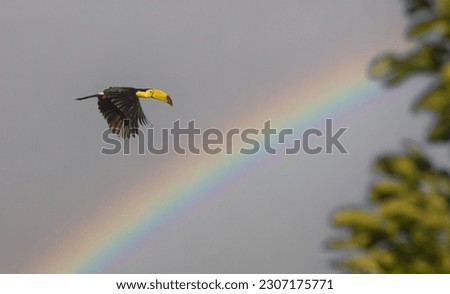 Colorful toucan flying in the sky at sunrise with rainbow in the background on a cloudy morning 