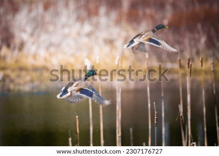 Ducks Flying over the Marshes of White Mountain, New Hampshire 