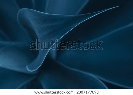Nature bold blue background. Raw beauty surface suculent leaves plant detail. Unique delicate texture for wallpaper. Abstract, vibrant organic, simplicity lines pattern. Pure intense mood. soft visual Royalty-Free Stock Photo #2307177093