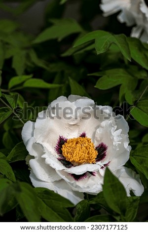 blooming peonies - Photographed in Changchun, China