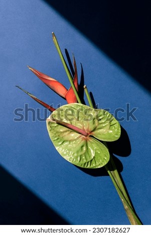 Anthurium or flamingo flower and heliconia or lobster claw plant on the blue background. Top view