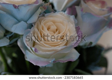 Delicate romance of a rose bouquet petals tipped with blue and pink glowing in the beautiful sunlight.