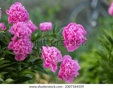 pink peony flower in a flower bed in spring