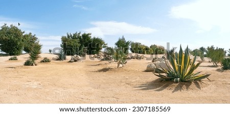 trees and succulent plants in desert sands in sunny day with blue sky, natural background. typical arid climate landscape. nature reserve area. hot sunny weather. banner. template for design