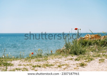 Wildflowers on the beach in sunny day