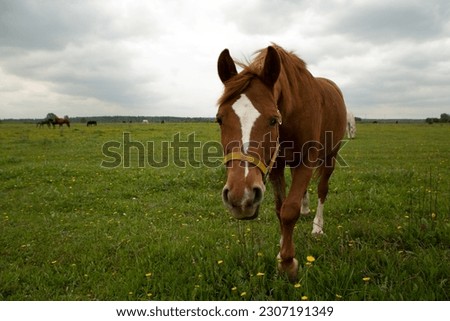 gray and brown hoarse graze on green summer meadow full body photo