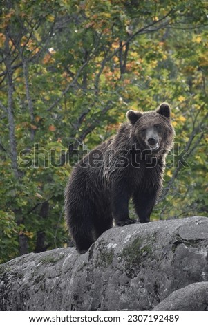 Beast of the Wild: The Majestic Bear