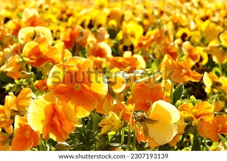 Floral background -  field of orange pansies in sunlight