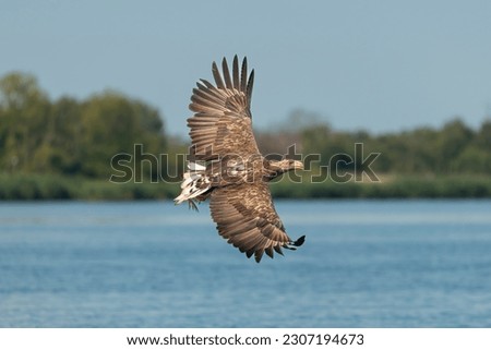 White tailed eagle - haliaeetus albicilla - in flight with blue water and green vegetation in background. Photo from szczecin lagoon in Poland.