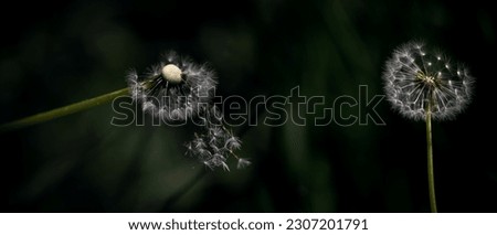 Dandelions on a dark original background.
Spring air dandelions. Air flower seeds.Panoramic plan with air flower. Royalty-Free Stock Photo #2307201791