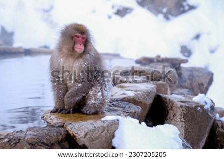 Japanese Snow Monkey japanese snow monkeys playing in hot springs in winter. Royalty-Free Stock Photo #2307205205