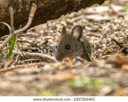 Tiny little brown house mouse with big black eyes and big ears foraging in the woodland undergrowth Royalty-Free Stock Photo #2307206401