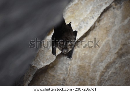 Bat hanging in a cave