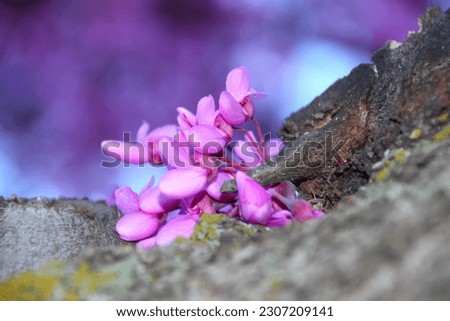 Flowers of spring, purple acacia flowers