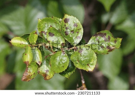 Fungal Rose disease Black Spot, with infected leaves. Garden  Royalty-Free Stock Photo #2307211133