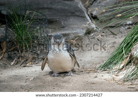 the fairy penguin is a black and white bird that cannot fly