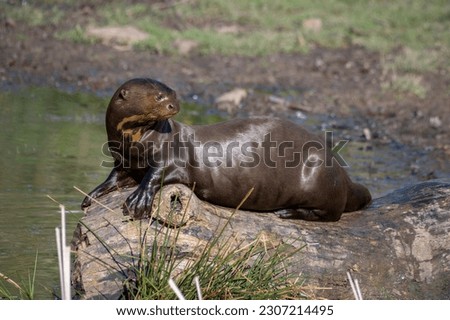 Giant Otter Resting on a Fallen Log