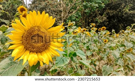 Beautiful Sunflower cultivation on a sunny day with a natural beauty.  Selective focus.  High picture quality. 