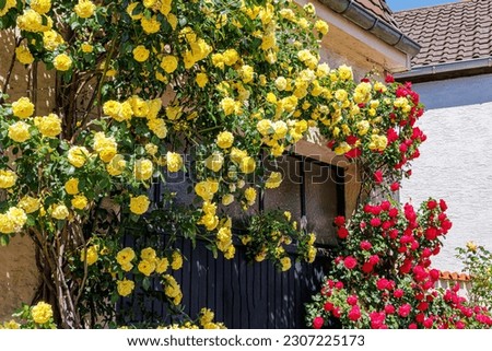 Huge Climbing yellow red rose flowering bush near house door. Beautiful rose blooms in old town.