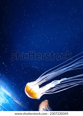 Amazing picture of Jelly Fish rocketing through in galaxy like water !!