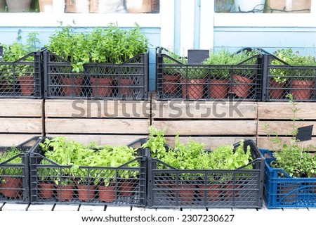 Kitchen herb plants in pots. Fresh green spices herbs on terrace at home in pots. Gardening. Melissa, mint, thyme, basil in pots. Growing plants at home.