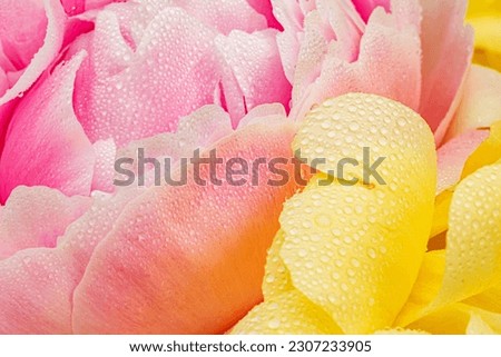 Beautiful yellow rose Peony flower petals with water drops background. Blossoming peonies bloom texture in rainy garden, closeup, macro
