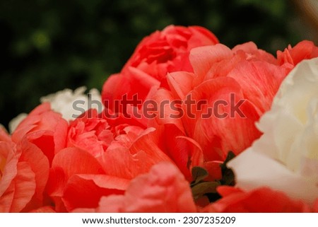 Beautiful orange pink Peony flowers background. Lovely peony petals texture.  Red orange peonies card print