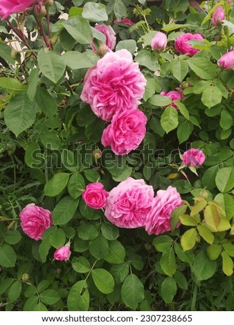 A beautiful rosebush in pink  Royalty-Free Stock Photo #2307238665