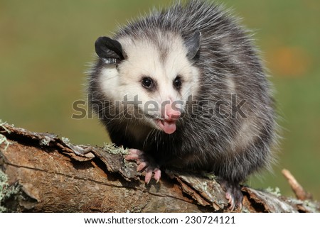 angry young possum