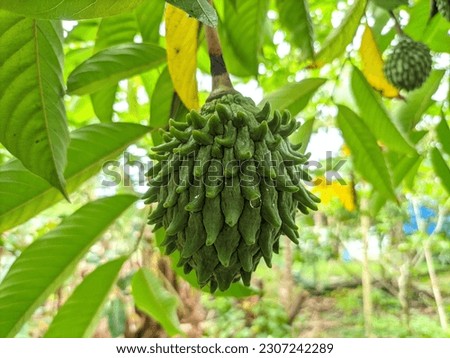 Anona Fruit close up picture - a spiky yet not sharp fruit. It has a sweet and flavourful taste. Royalty-Free Stock Photo #2307242289
