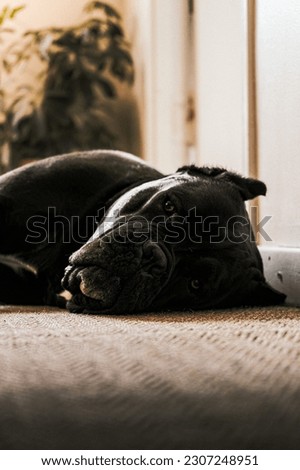 Picture of my Cane Corso stud Atlas who’s 3 years old and weighs 52kg. Lying on a carpet.