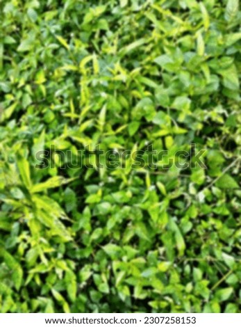 Defocused abstract background of leaves in the garden. Natural Photography.