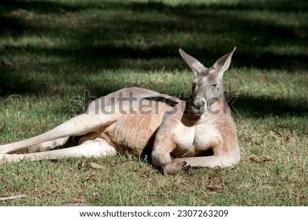 the male red kangaroo is very muscular with a red brown coat of fur