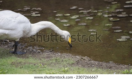 A whooper swan on the water's edge.