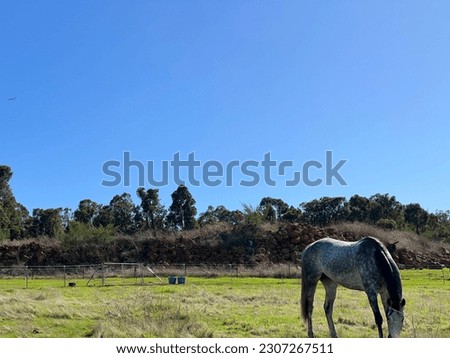 Irish sport horse on farm at Raeburn Orchards Roleystone, Perth Western Australia