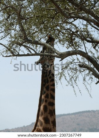 Maasai Giraffe  ( Giraffa tippelskirchi ) Family-order - Giraffidae Artiodactyla and acacia tree, Serengeti National park, Tanzania, Africa Royalty-Free Stock Photo #2307267749