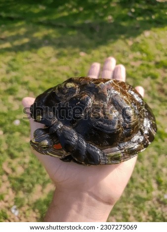 Unidentified hand holding a green background turtle.Animal and wildlife picture concept.