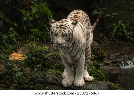 The white tiger or bleached tiger is a pigmentation variant of the Bengal tiger, which is reported in the wild from time to time in the Indian states of Madhya Pradesh, Assam, West Bengal and Bihar