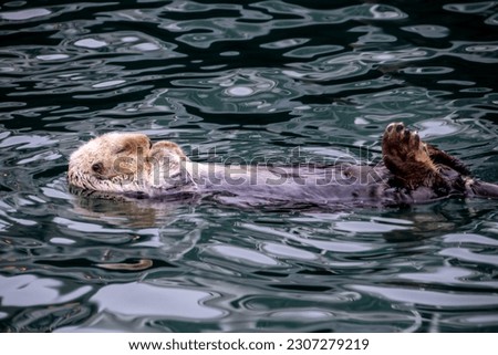 Cute sea otter sleeping in the bay