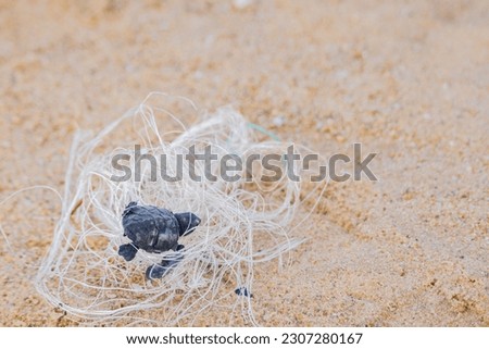 Dead baby turtle entangled in fishing nets on sea beach. this is a threat to endangered species of olive ridley or kemp ridley turtles.