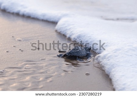 baby sea turtle near sea foam of waves. olive ridley turtle hatchling walks on sand leaving trail marks as its first steps towards ocean.