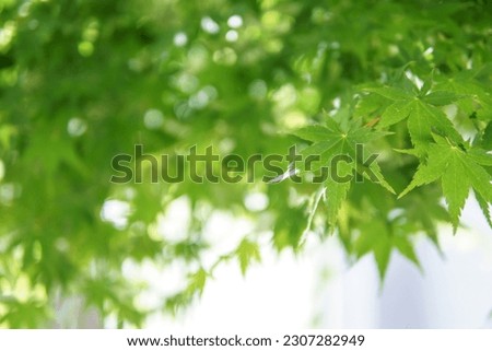 Green leaf of Japanese maple, early summer image