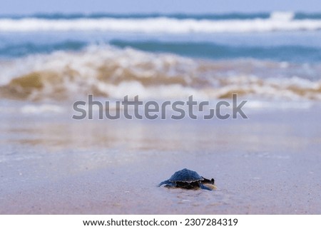 Baby newborn sea turtle taking its first steps on the sand of sea beach towards the ocean. This hatchling is of olive Ridley turtle species.