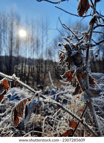 Frozen grass and leaves. Frost. Sun Royalty-Free Stock Photo #2307285609