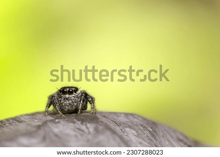Portrait of Jumping spider  (Evarcha albaria. Mamijirohaetori. Sunny forest close up macro photograph)